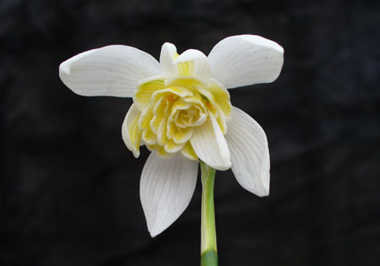 Galanthus Lady elphinstone 